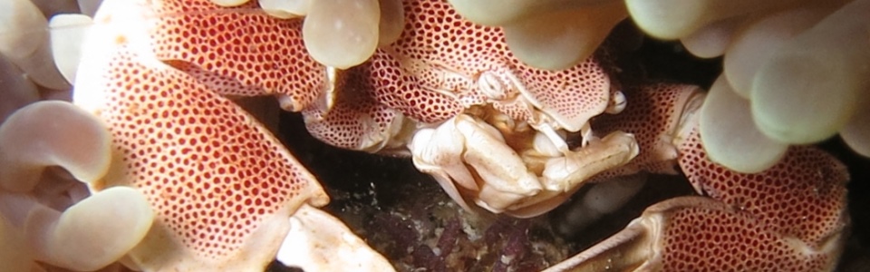 Crab on anemone